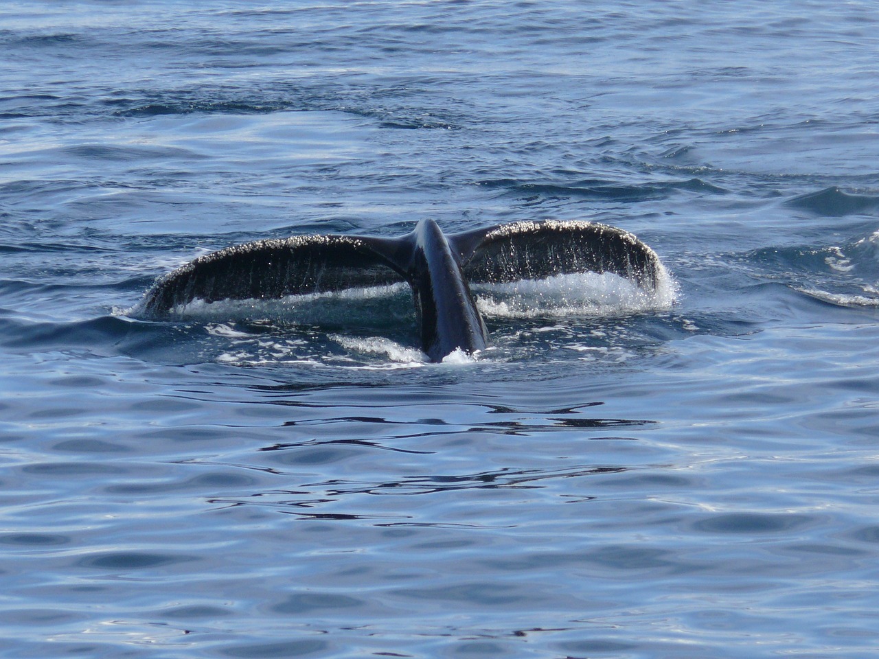 Understanding the Role of Whale Activity in Market Trends